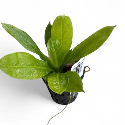 Echinodorus parviflorus tropica