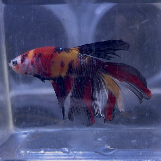 Halfmoon Multicolour/Koi Male Betta 3.5cm (E)
