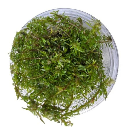 Rotala wallichii Tissue Culture