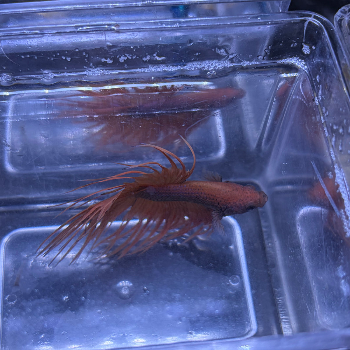 Fancy Crowntail Male Betta 3.5cm (F)