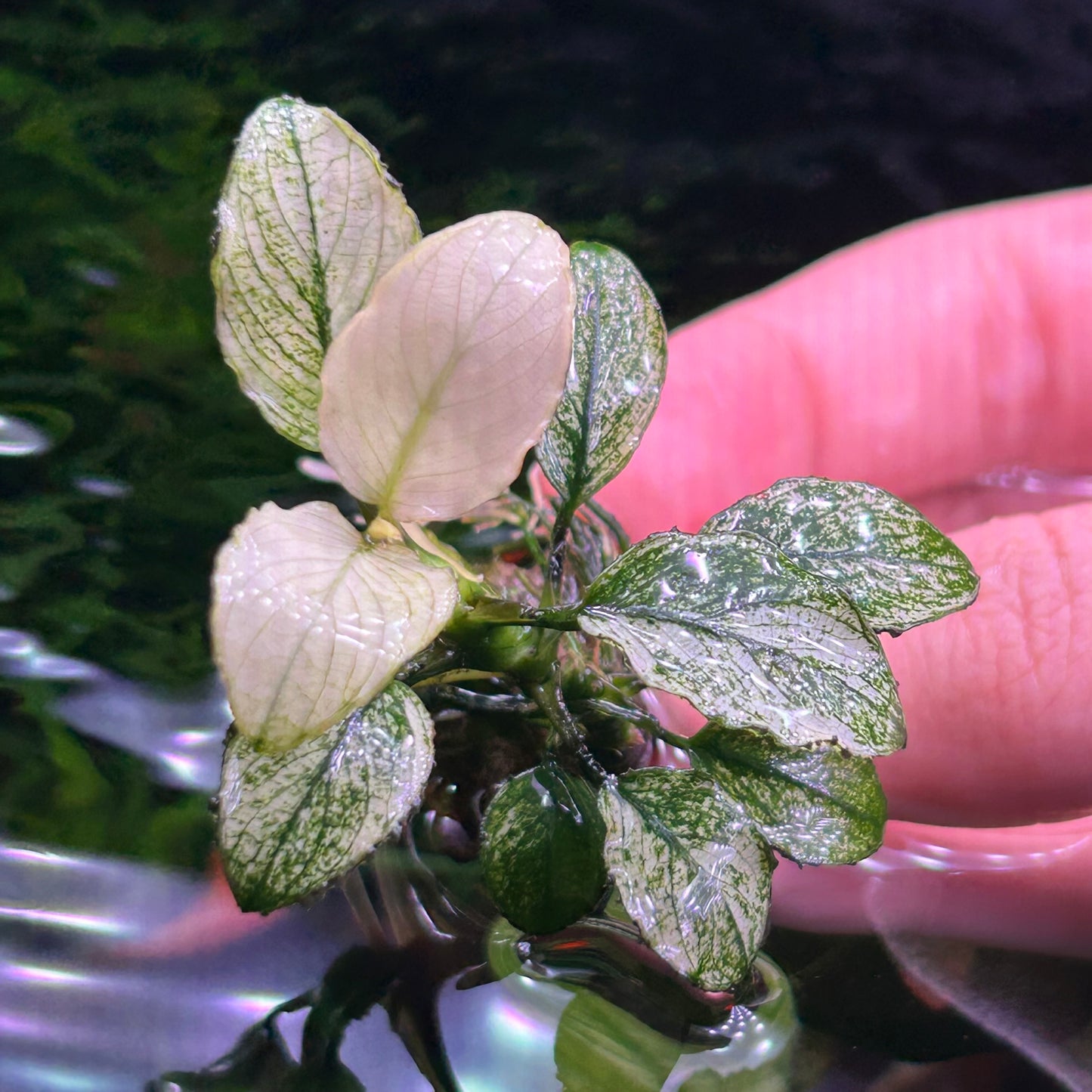 Anubias Nana Petite White 3-4+ Leaf - Aquarium Fish Tank Aquatic Plant