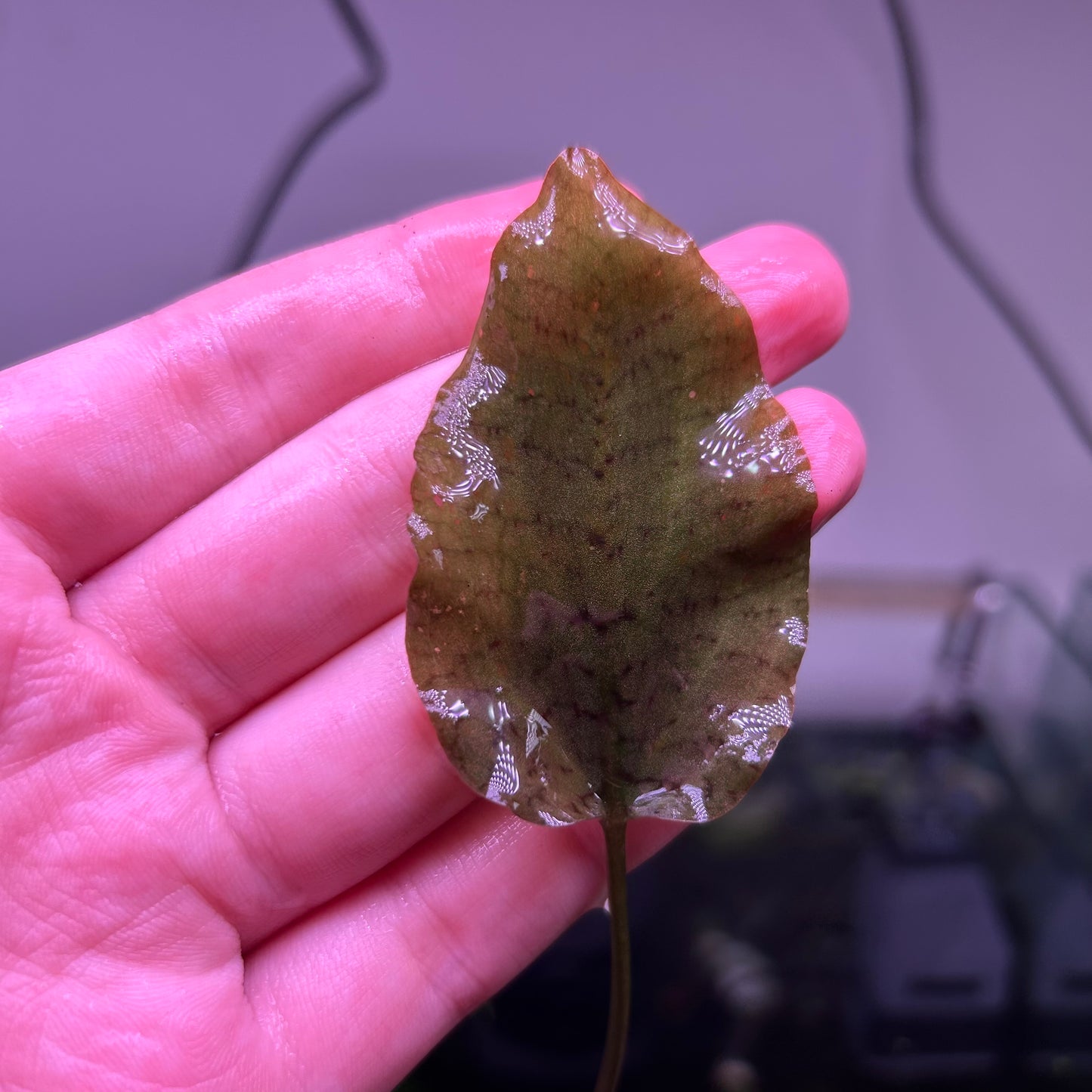 Crypt Cordata - Stripe Variety - Selendang Region - RARE ★