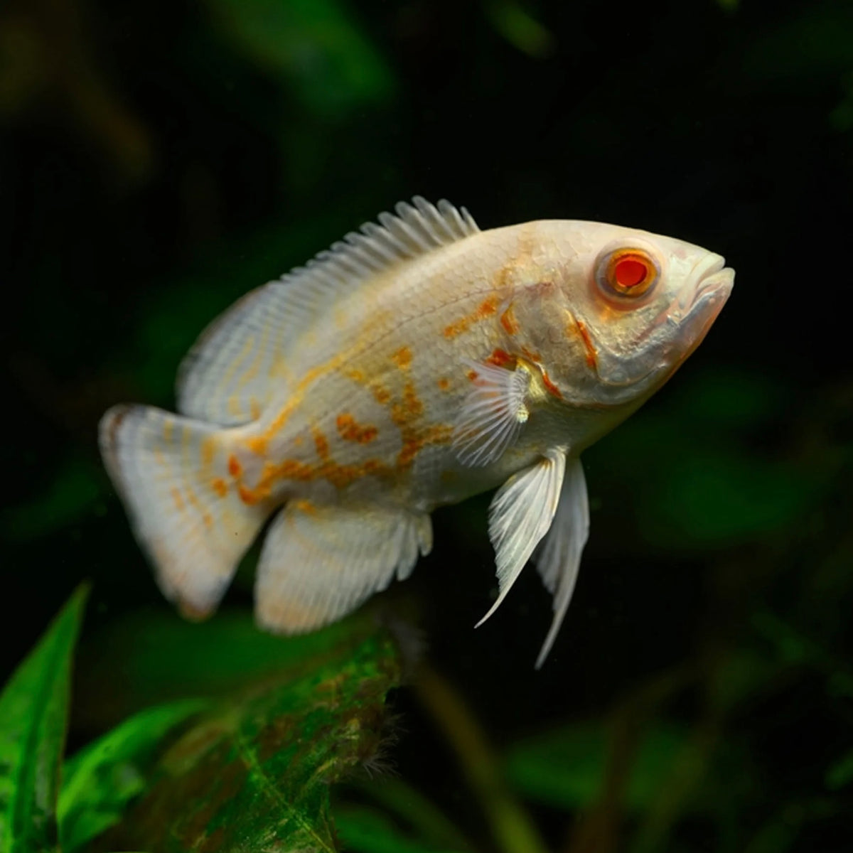 Albino Oscar 6-7cm