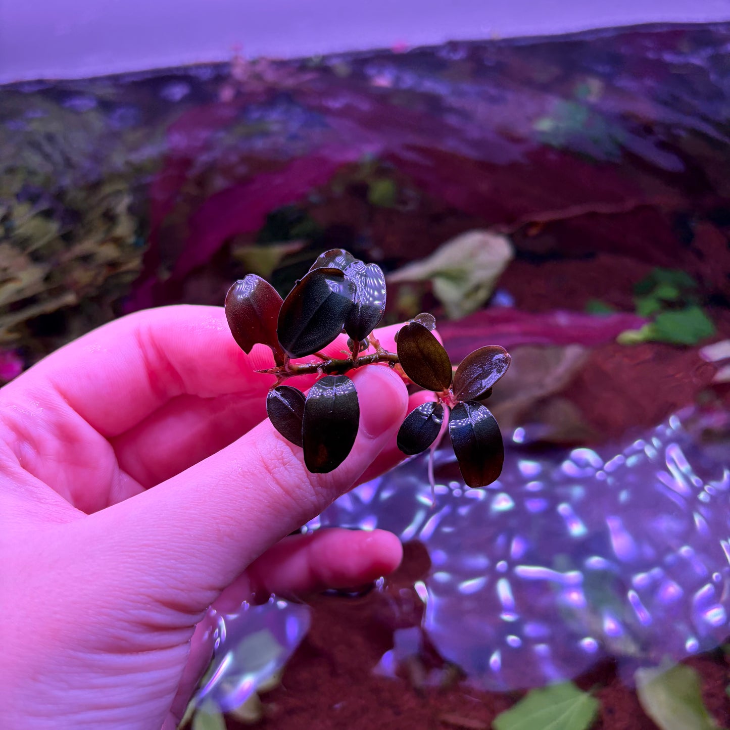 Bucephalandra Pandora Queen
