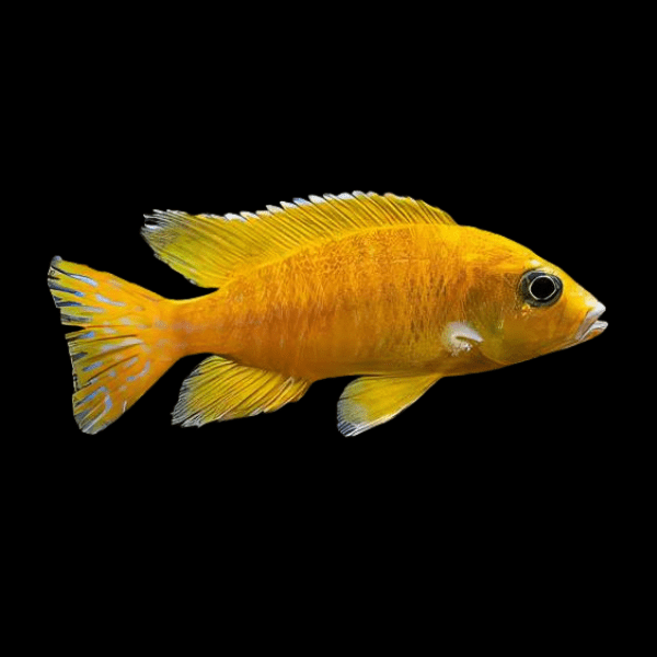 Golden Yellow Peacock Cichlid 5cm