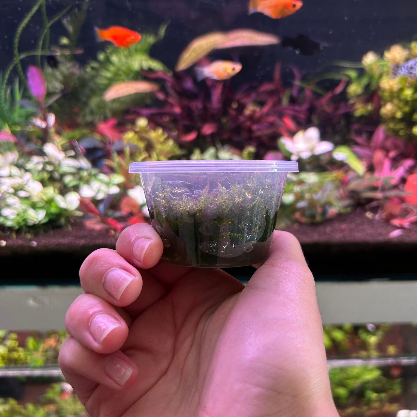 Taxiphyllum barbieri Java moss Tissue Culture