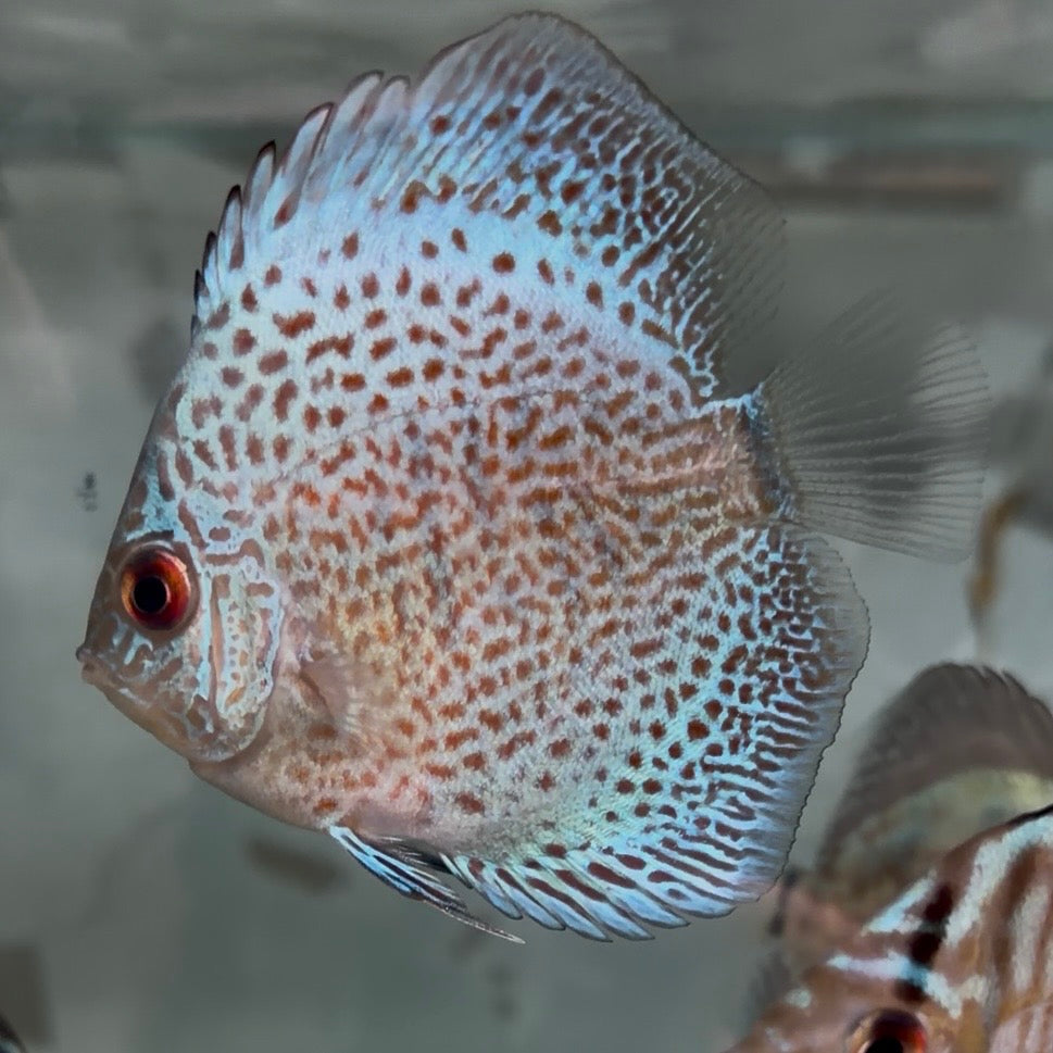 Assorted Discus 5-6cm