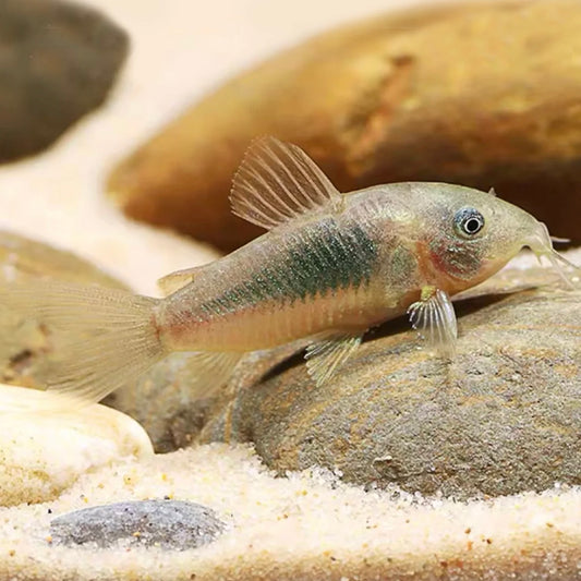 Corydoras Aeneus Bronze 2.5cm