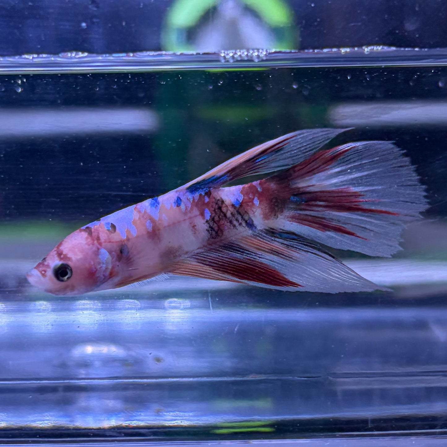 Halfmoon Multicolour/Koi Male Betta 3.5cm (I)