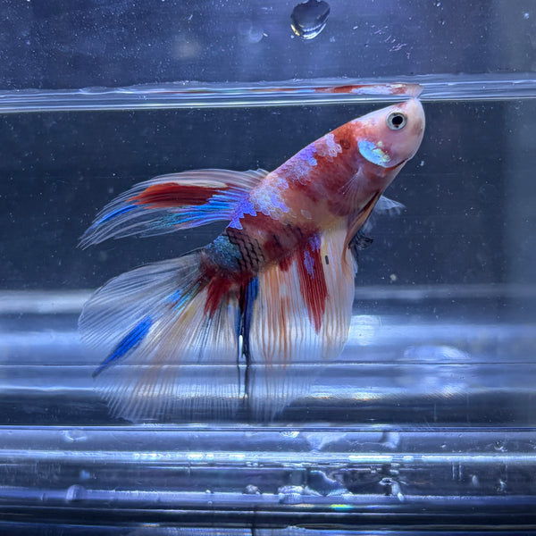 Halfmoon Multicolour/Koi Male Betta 3.5cm (L)