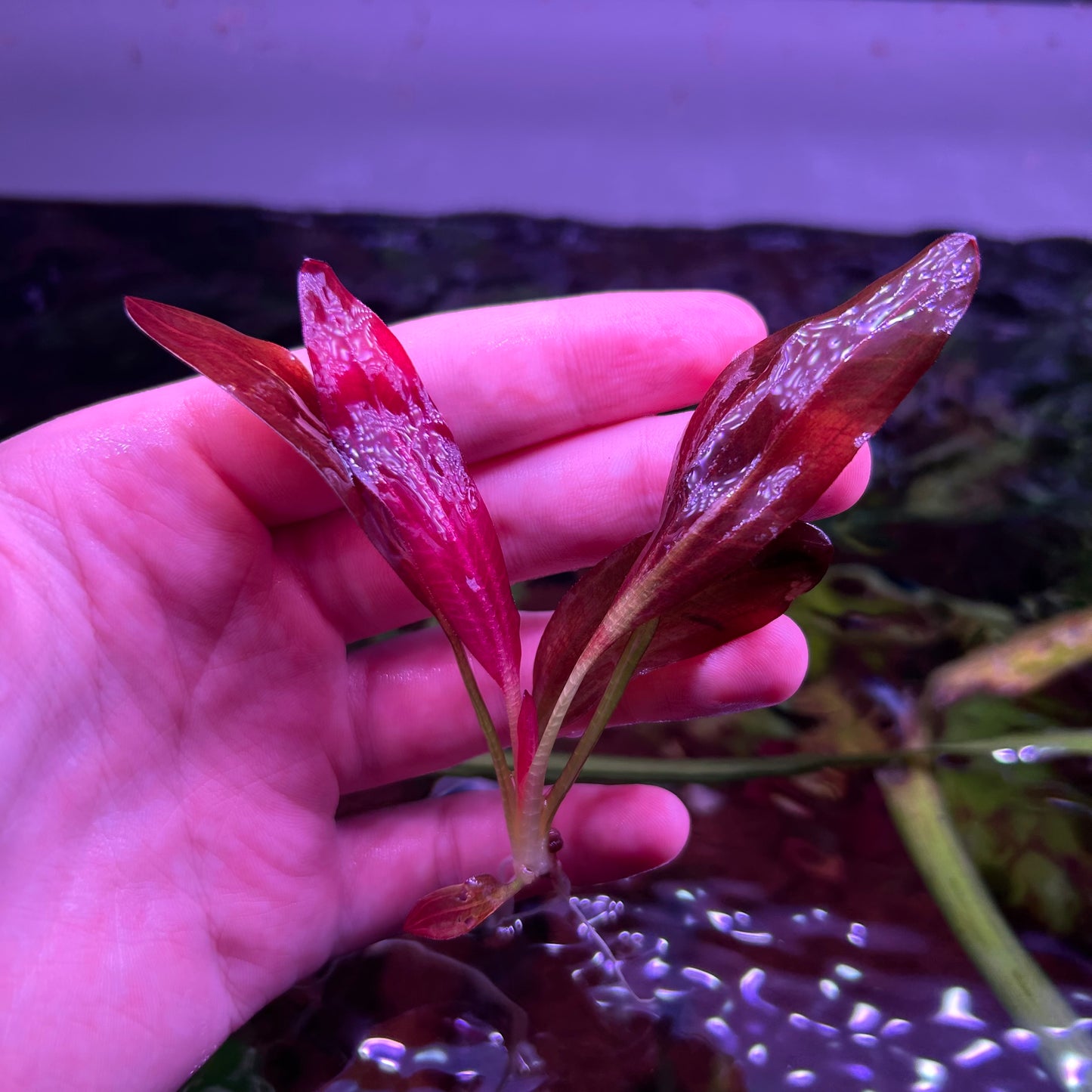 Echinodorus Red Chameleon Small ★