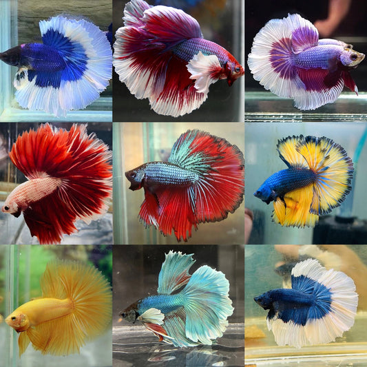 Assorted Halfmoon Male Betta splendens colourful 180 degree tail display nano aquarium fish
