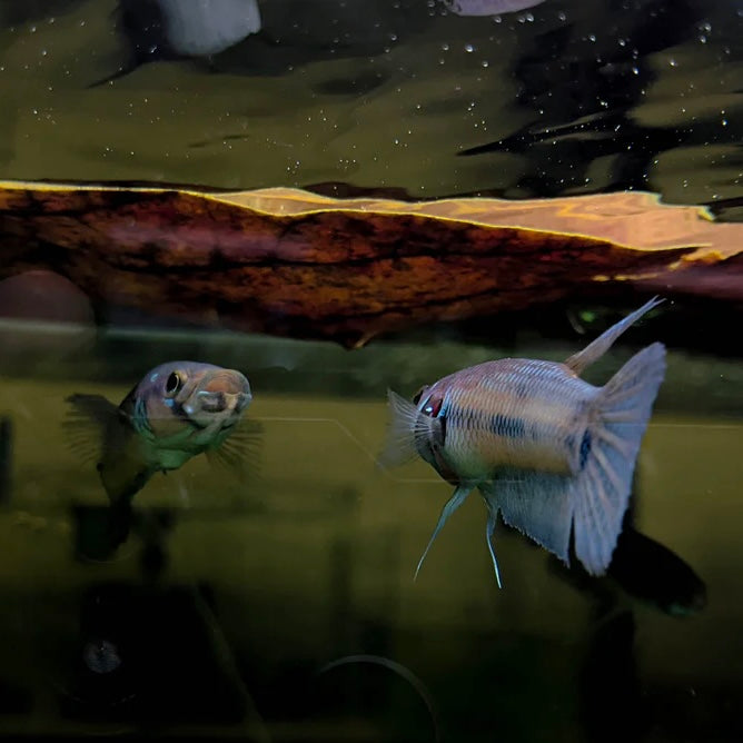 Betta Ocellata Wild Pair 8cm