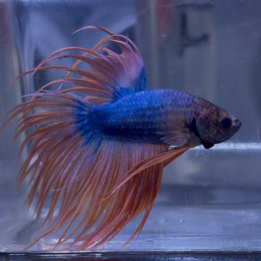 Fancy Crowntail Male Betta 3.5cm (D)