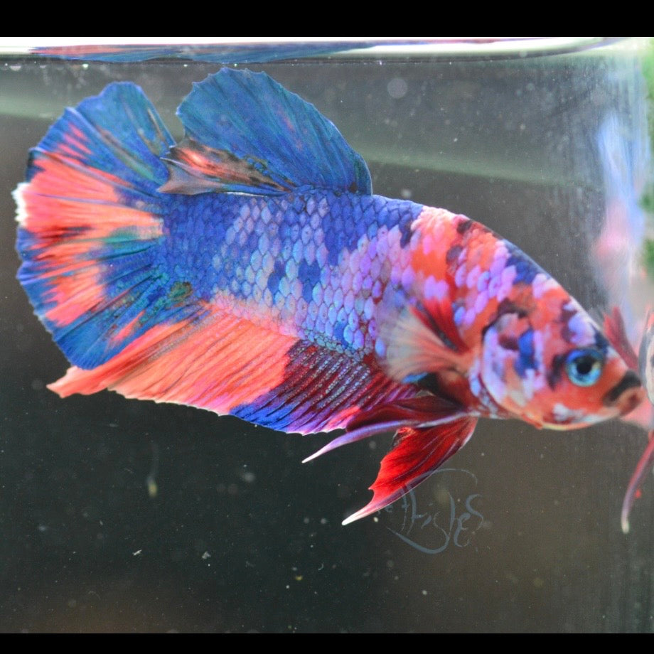 Candy HMPK Male Betta 3cm