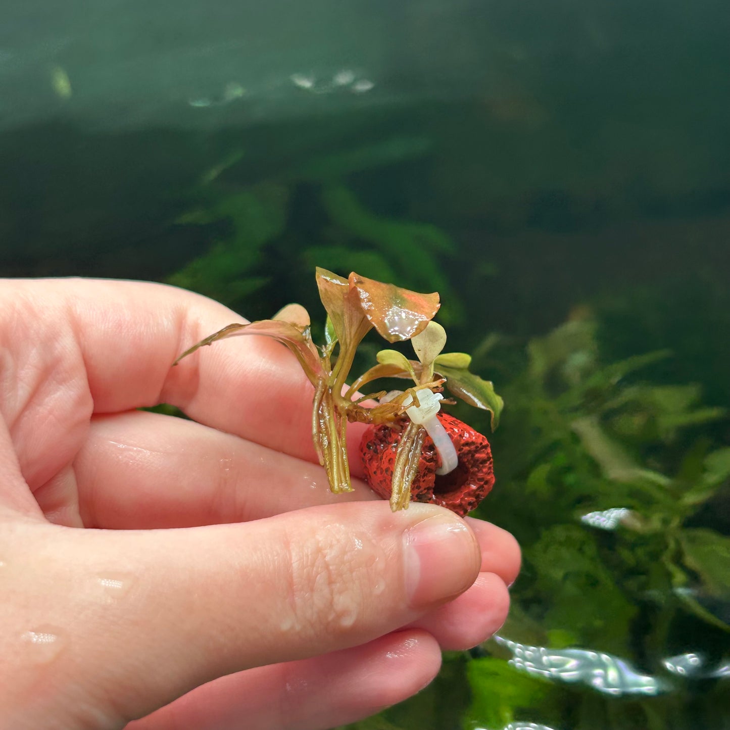 Assorted Submersed Bucephalandra