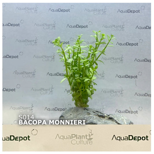 Bacopa monnieri