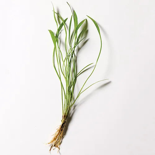 Echinodorus Latifolius