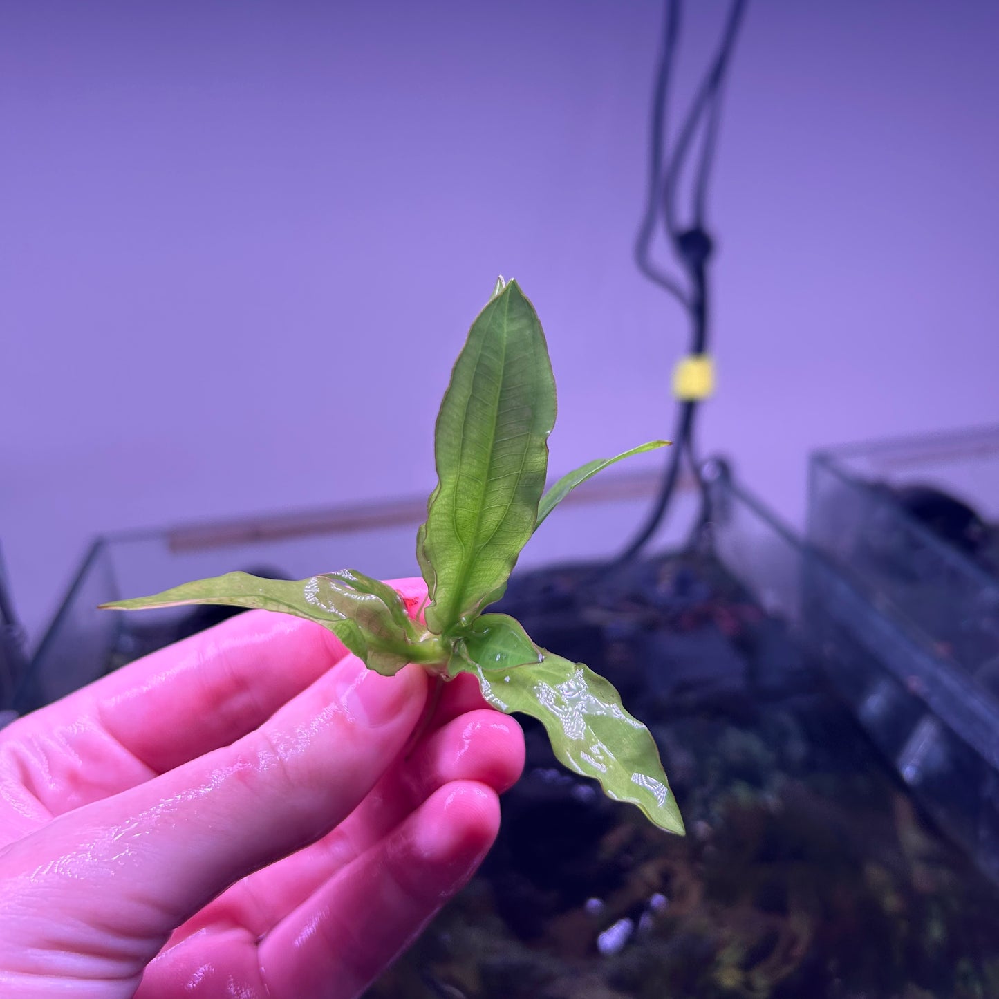 Echinodorus Major / Martii ★