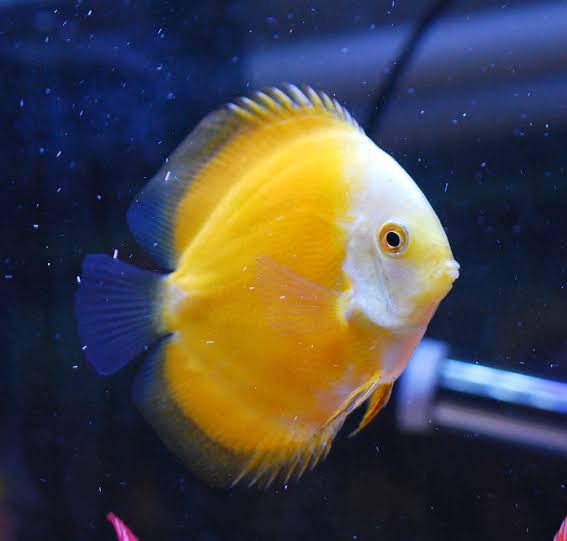 Yellow Melon Discus 9cm