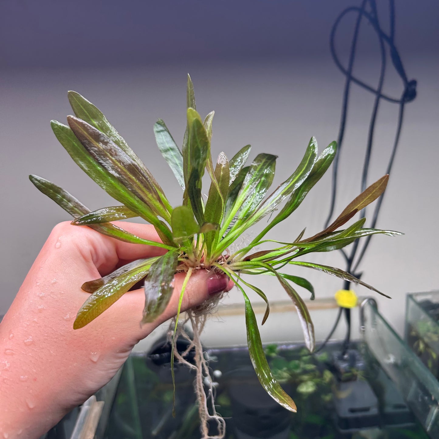 3x Echinodorus Red Rubin Special