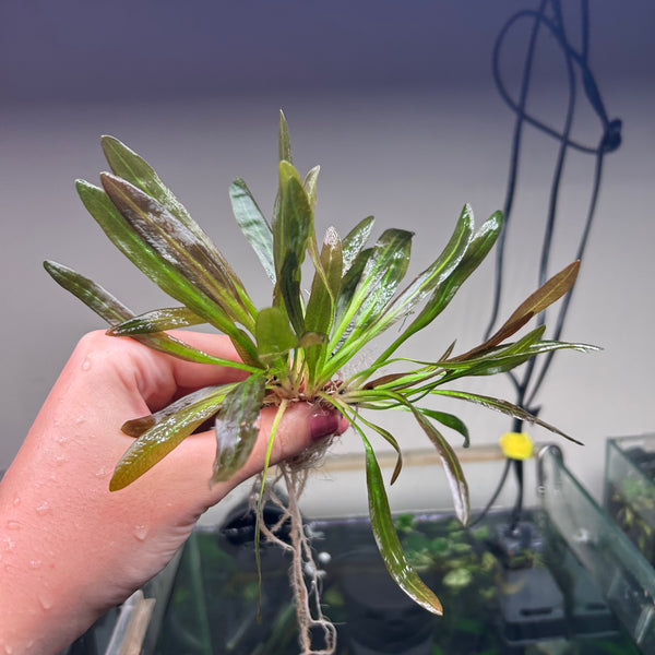 3x Echinodorus Red Rubin Special