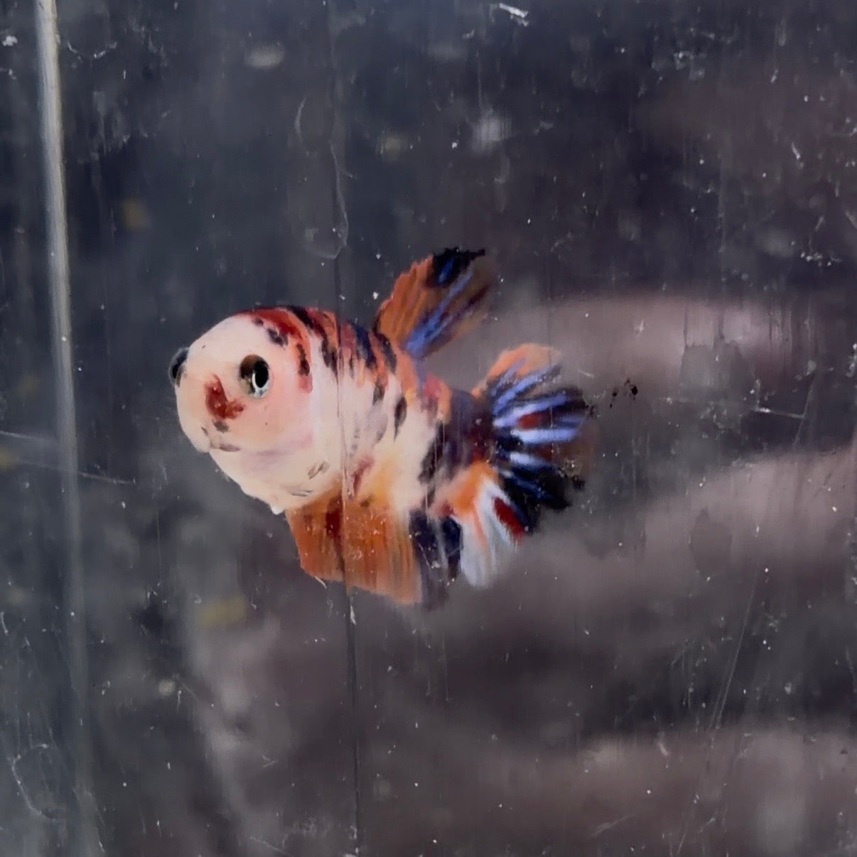 Halfmoon Koi Betta Female 3.5cm (Random Selection)