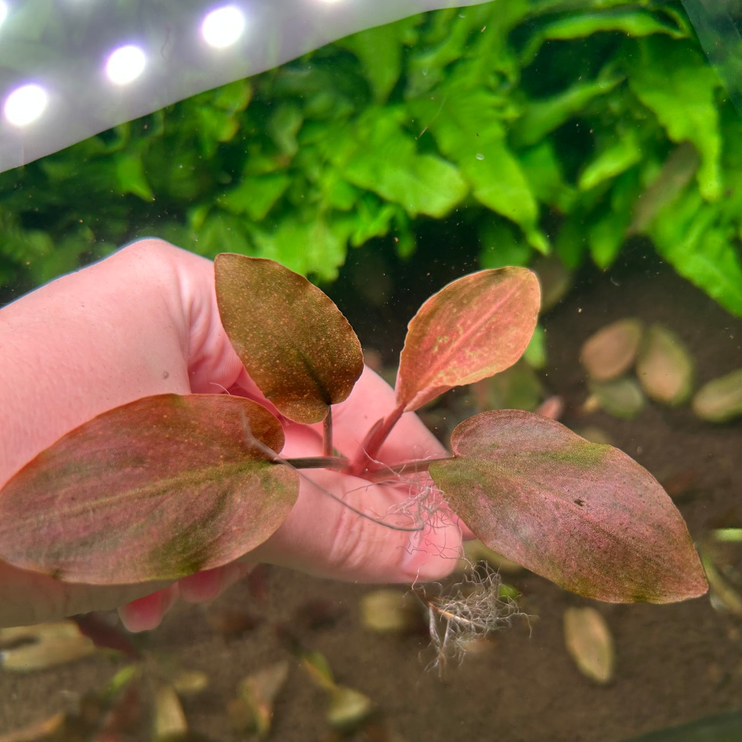 Lagenandra Meeboldii Red