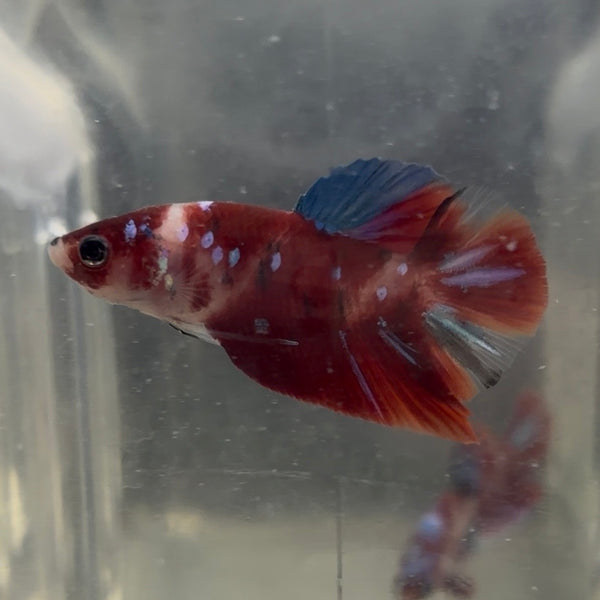 Red Koi HMPK Male Betta 3.5cm (Example Only)