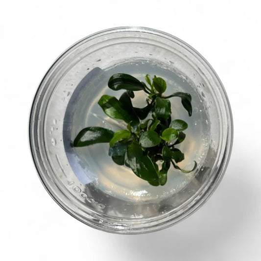 Anubias Nana Petite - Tissue Culture