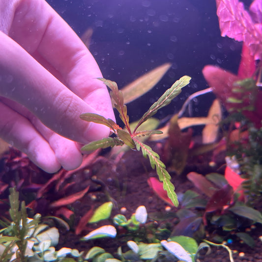 Hygrophila Pinnatifida - Aquarium  Fish Tank Aquatic Plant