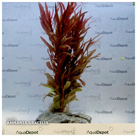 Ammania gracilis ‘Rose Leaf’