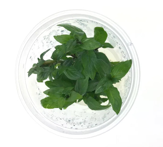 Staurogyne Repens ‘S.Repens’ - Tissue Culture