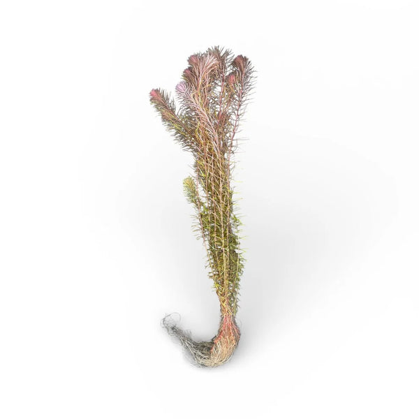 Myriophyllum Guyana