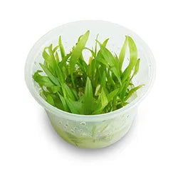 Echinodorus Bolivianus (Rusby) Holm- Tissue Culture