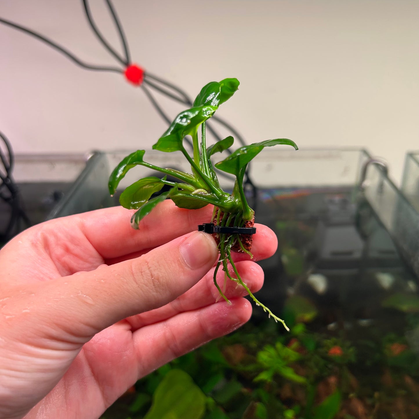 Anubias Panda Coin Reverted 2 for $90