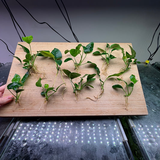 10x Small Anubias Pack Of 10