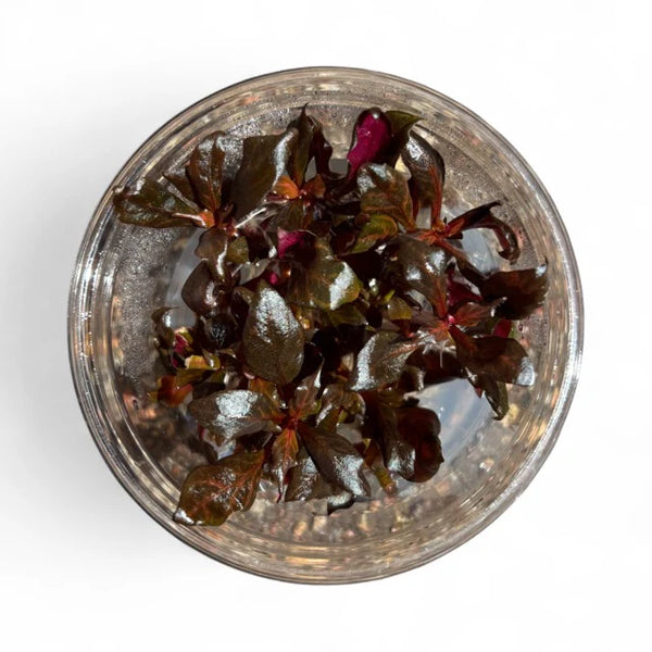 Alternanthera reineckii mini - Tissue Culture