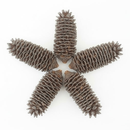 Australian Banksia Cones 6-8cm