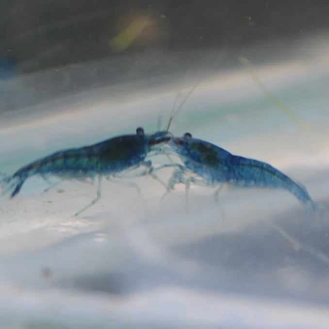 Blue Dream Cherry Shrimp 1cm