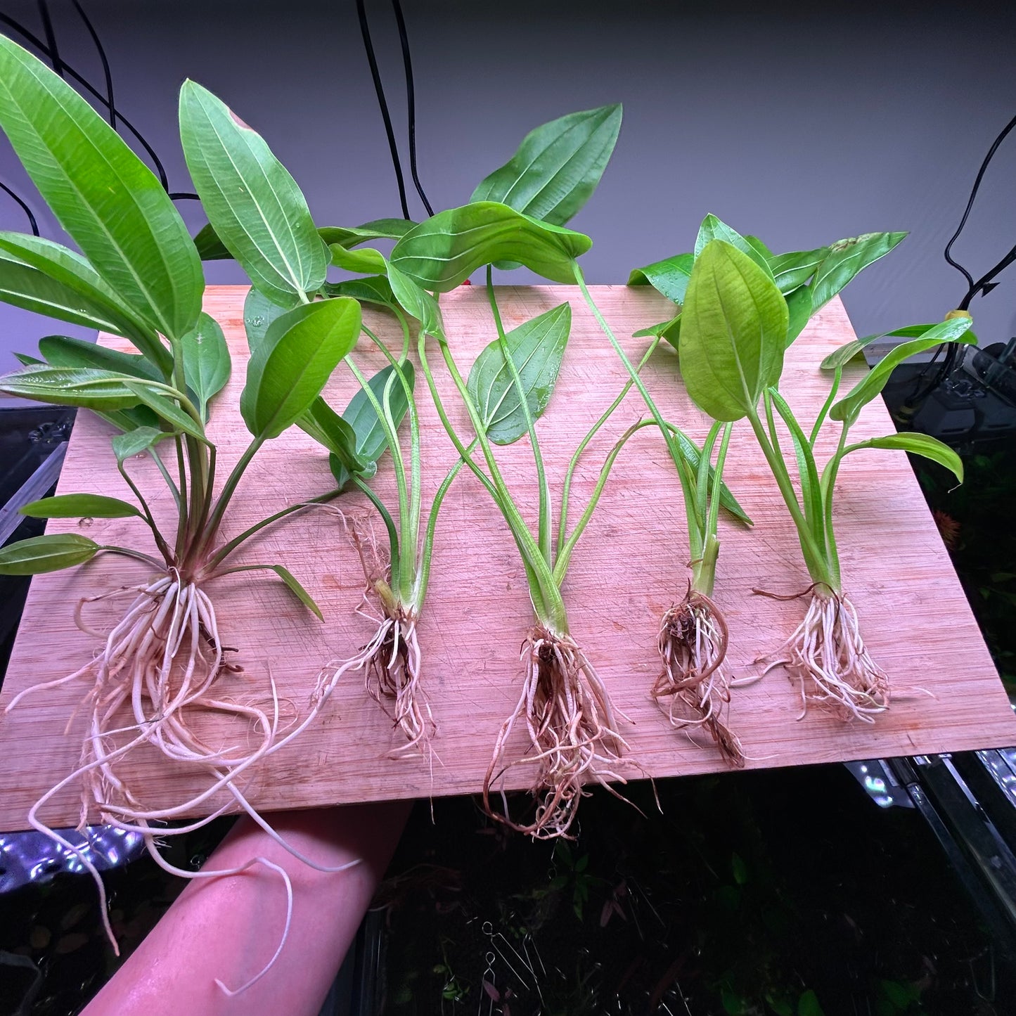 Assorted Large Echinodorus Swords (Random Pick)