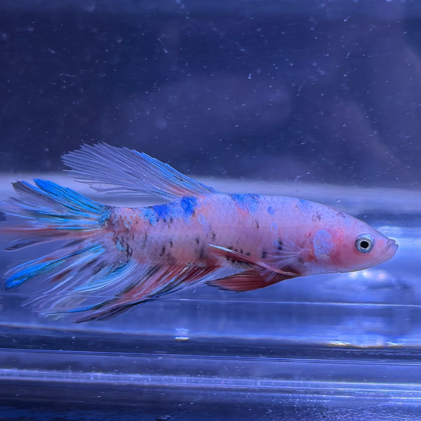 Giant Halfmoon Multicolour/Koi Male Betta 5-6cm (C)