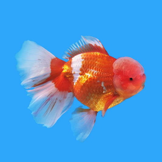 Rosetail Oranda Goldfish XL 18cm