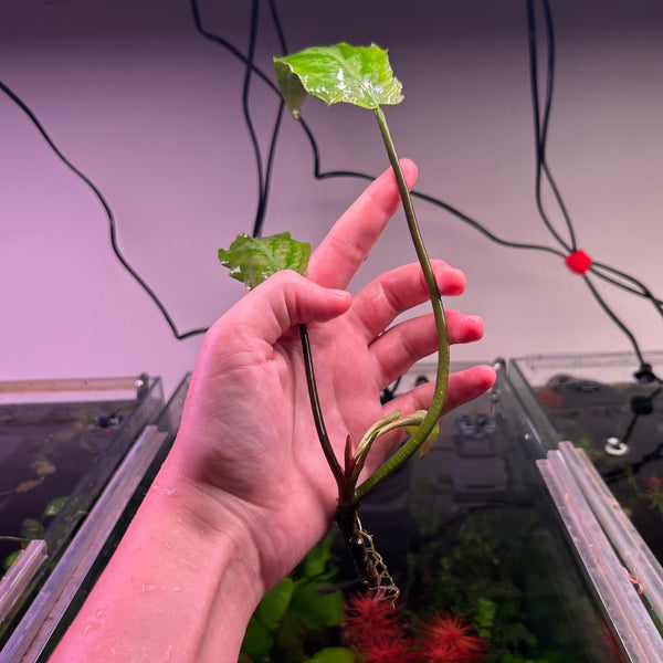 Lagenandra Silver x Pink - RARE ★