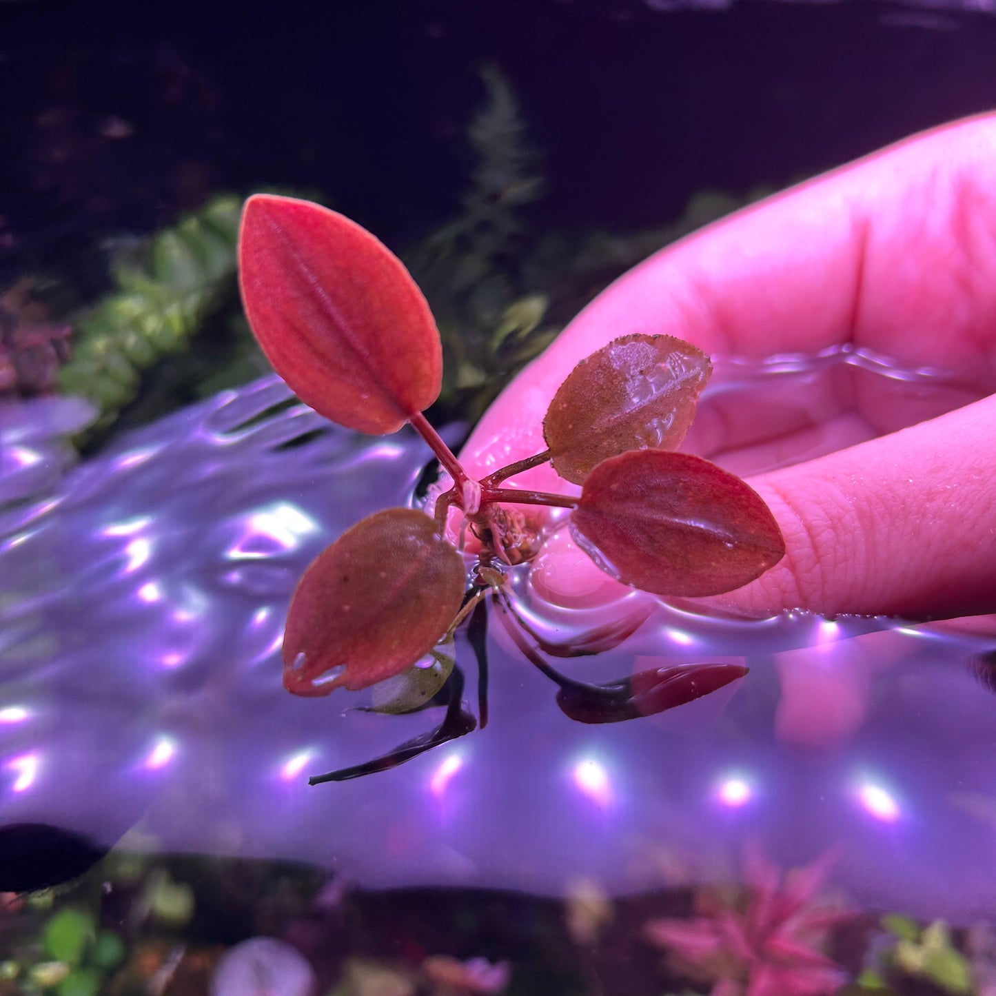 Lagenandra meeboldii  ‘Bleeding Heart’ - Aquarium Fish Tank Aquatic Plant RARE