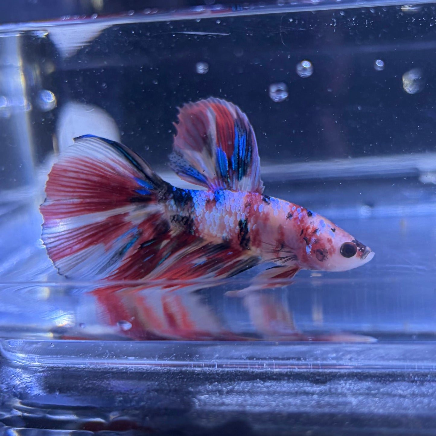 Halfmoon Multicolour/Koi Male Betta 3.5cm (C)