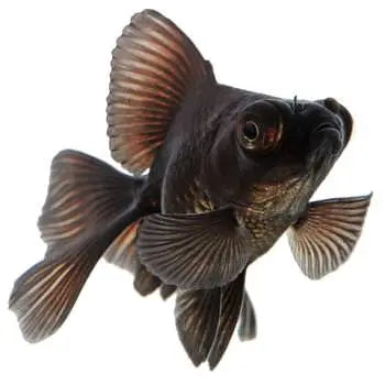 Blackmoor Fantail Goldfish 5cm