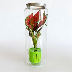 Aquarium Plant Toppers - Above Aquarium or Terrarium