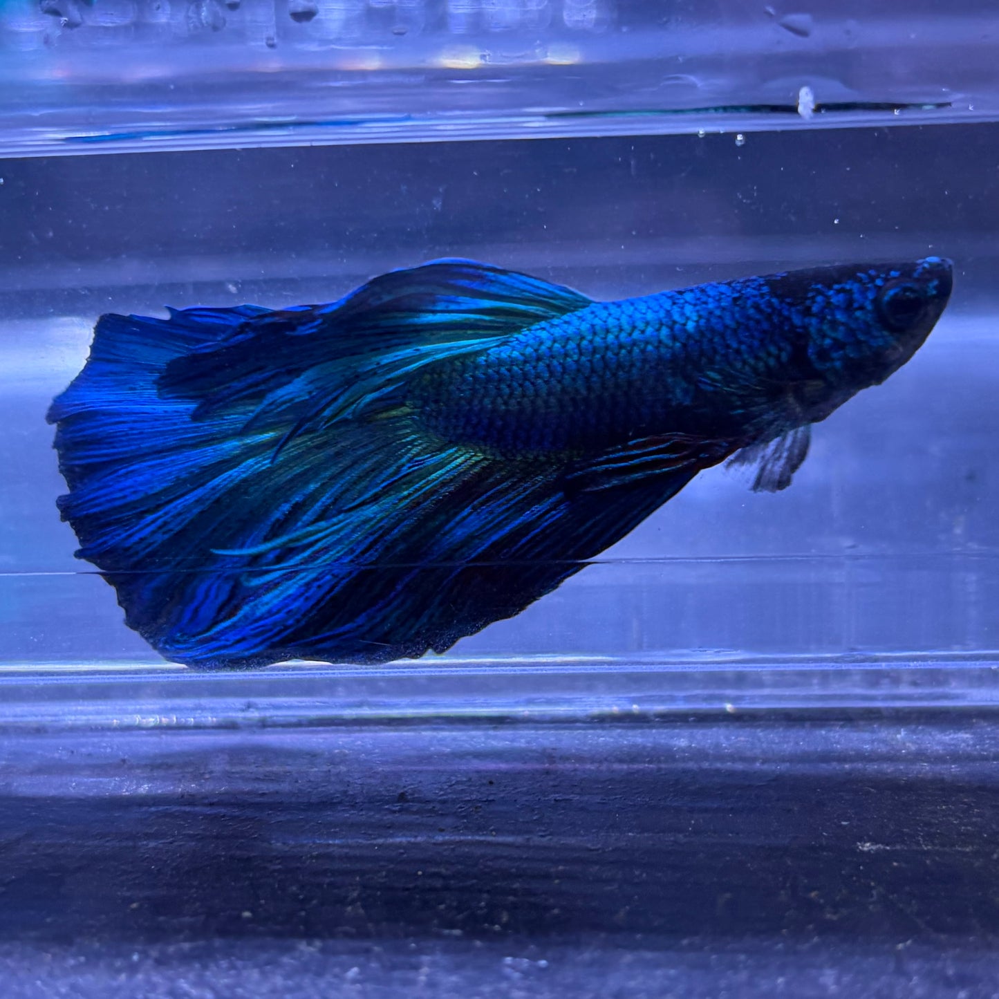 Super Delta Male Betta (Blue) Example Only - Few Available