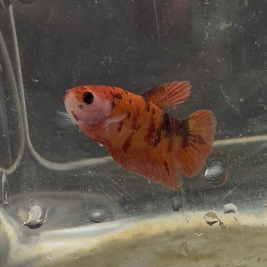 Halfmoon Koi Betta Female 3.5cm (Random Selection)
